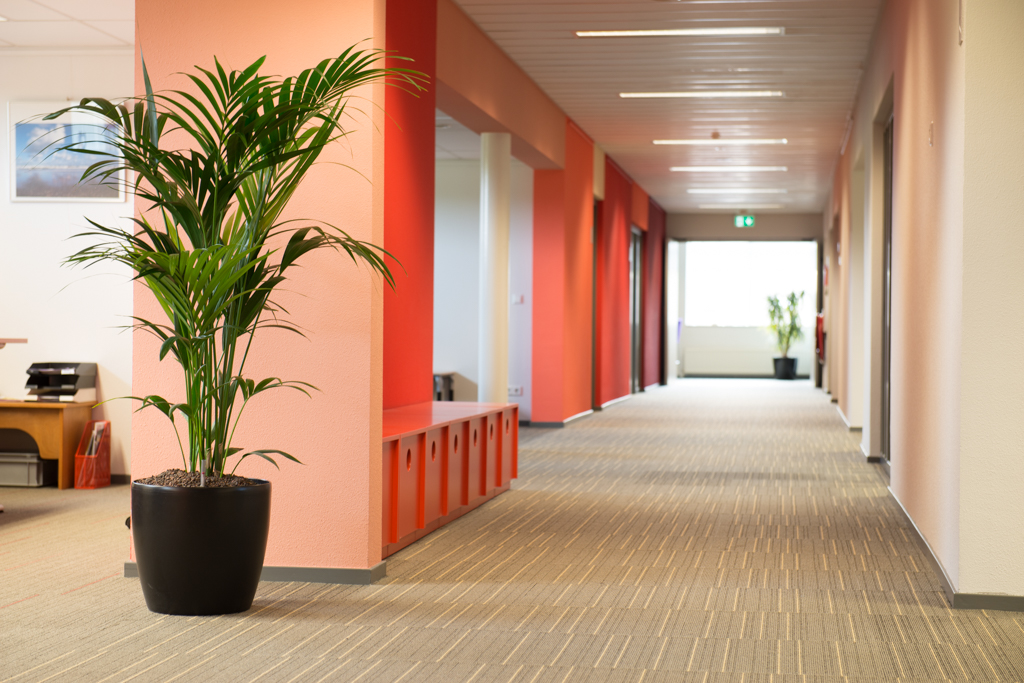 Stijlvol interieur van een kerkhal met een lange gang, warme muurkleuren en een grote plant voor een frisse uitstraling.
